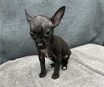Small Photo #12 Chihuahua Puppy For Sale in SAINT AUGUSTINE, FL, USA