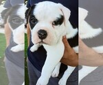 Small Photo #1 Olde English Bulldogge Puppy For Sale in NORTH LAS VEGAS, NV, USA