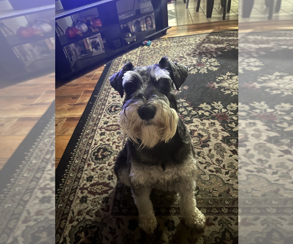 Medium Photo #1 Schnauzer (Miniature) Puppy For Sale in SACRAMENTO, CA, USA