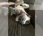 Small #3 Great Dane