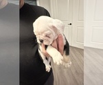 Small Photo #4 English Bulldog Puppy For Sale in WEEKI WACHEE, FL, USA