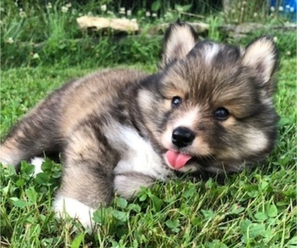 Medium Photo #1 Pomsky Puppy For Sale in SAVOY, MA, USA