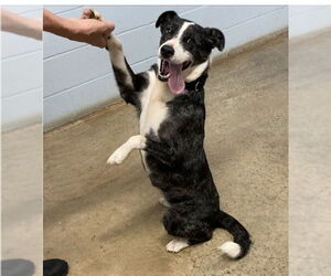 Border Collie-Retriever  Mix Dogs for adoption in Huntsville, AL, USA