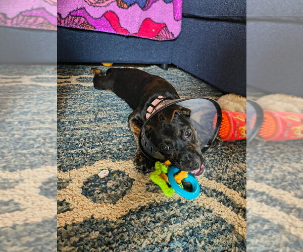 Medium Photo #3 Mutt Puppy For Sale in Springdale, PA, USA