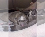 Small Photo #38 American Bully Puppy For Sale in NAUGATUCK, CT, USA