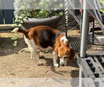 Small #6 Beagle