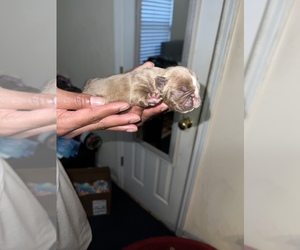 American Bully Puppy for sale in COVINGTON, GA, USA
