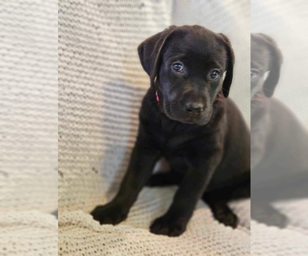 Medium Photo #1 Labrador Retriever Puppy For Sale in TUMWATER, WA, USA