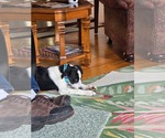 Small #1 Labrador Retriever Mix