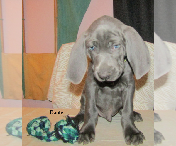 Medium Photo #11 Weimaraner Puppy For Sale in LAS ANIMAS, CO, USA