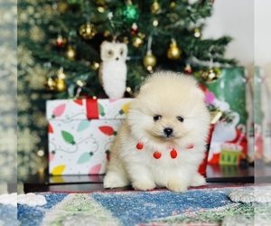 Pomeranian Litter for sale in BEVERLY HILLS, CA, USA