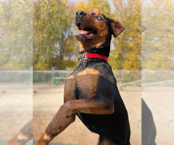 Medium Photo #11 Doberman Pinscher-Unknown Mix Puppy For Sale in Buffalo, MN, USA