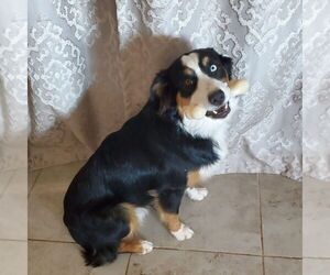 Father of the Australian Shepherd puppies born on 06/07/2025