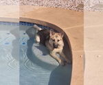Small #1 German Shepherd Dog