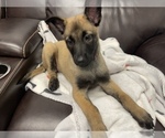 Small Photo #14 Belgian Malinois Puppy For Sale in REESEVILLE, WI, USA