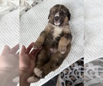 Small #24 Bernedoodle