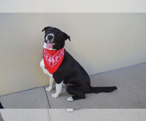 Medium Photo #3 Border Collie-Unknown Mix Puppy For Sale in McKinney, TX, USA
