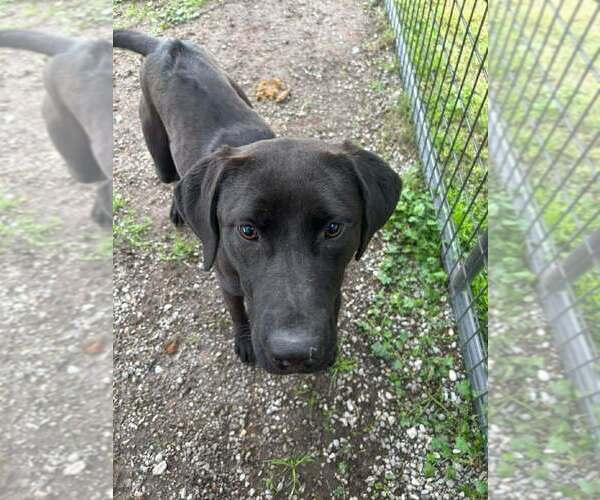 Medium Photo #2 Mutt Puppy For Sale in Abbeville, LA, USA