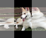 Small #1 German Shepherd Dog-Siberian Husky Mix