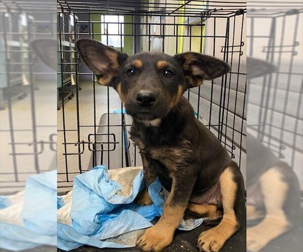 Medium Photo #1 German Shepherd Dog-Unknown Mix Puppy For Sale in Rancho Cucamonga, CA, USA