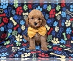 Small #4 Cavapoo (Miniature)