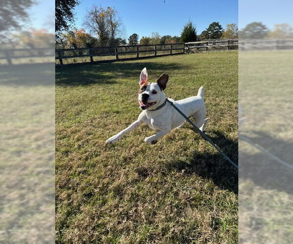 Medium Photo #10 Boxer-Unknown Mix Puppy For Sale in Rosenberg, TX, USA