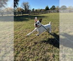Small #9 Boxer Mix