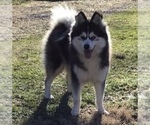 Small Photo #1 Pomsky Puppy For Sale in BAXTER, TN, USA