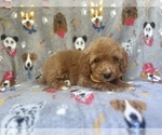 Small #7 Cavapoo