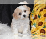 Small Photo #1 Cavachon Puppy For Sale in ELDORADO, OH, USA