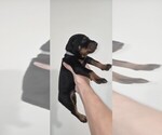 Puppy Grey collar Doberman Pinscher