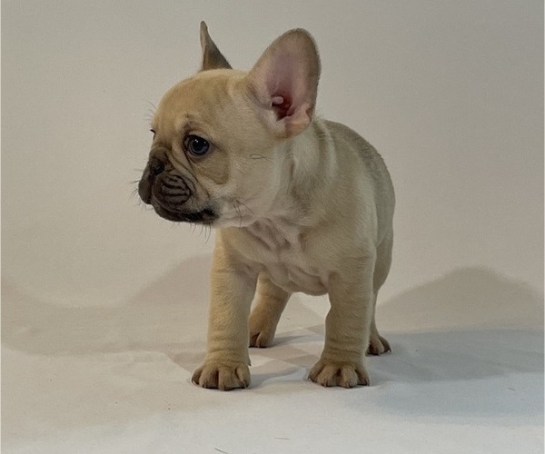 Medium Photo #2 French Bulldog Puppy For Sale in SUISUN CITY, CA, USA
