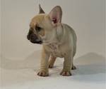 Small Photo #2 French Bulldog Puppy For Sale in SUISUN CITY, CA, USA