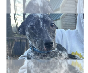 Mutt Dogs for adoption in New York, NY, USA