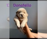 Puppy Donatello Chow Chow