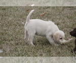Small Photo #2 Labradoodle Puppy For Sale in MEMPHIS, MO, USA