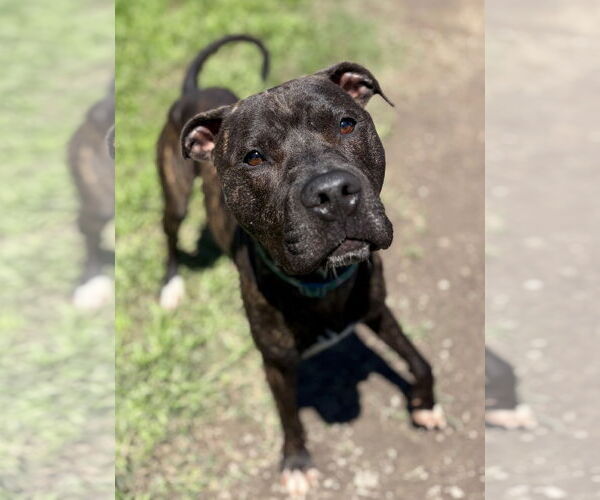 Medium Photo #5 American Pit Bull Terrier Puppy For Sale in Virginia Beach, VA, USA