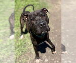 Small #4 American Pit Bull Terrier