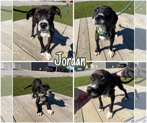 American Staffordshire Terrier Dogs for adoption in Pierceton , IN, USA