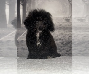Poodle (Toy) Puppy for sale in BRONX, NY, USA