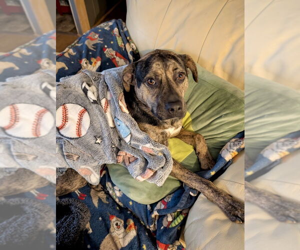 Medium Photo #2 Rottweiler-American Pit Bull Terrier Puppy For Sale in Brewster, NY, USA