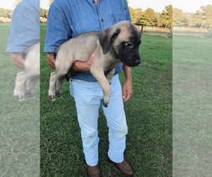 Mastiff Puppy for sale in BLOUNT SPRINGS, AL, USA
