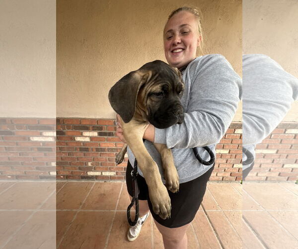 Medium Photo #6 Mutt Puppy For Sale in Goodyear, AZ, USA