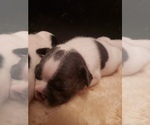Small Photo #9 French Bulldog Puppy For Sale in BONE CAVE, TN, USA
