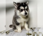 Puppy Buddy Pomsky