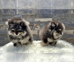 Small #5 Pomeranian
