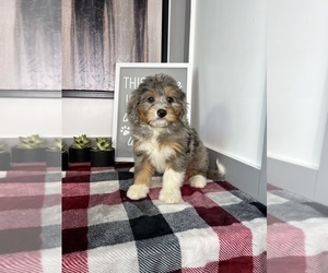 Bernedoodle (Miniature) Puppy for sale in FRANKLIN, IN, USA