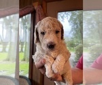 Small Photo #1 Pyredoodle Puppy For Sale in ANSONIA, OH, USA