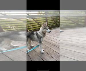 Siberian Husky Puppy for sale in OSWEGO, IL, USA