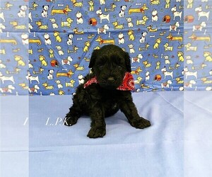 Schnoodle (Miniature) Puppy for sale in WINNSBORO, LA, USA
